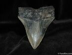 Dagger Like Inch Megalodon Tooth #65-1